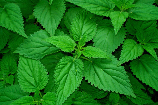 Pŕhľava žahavá (Urtica urens)