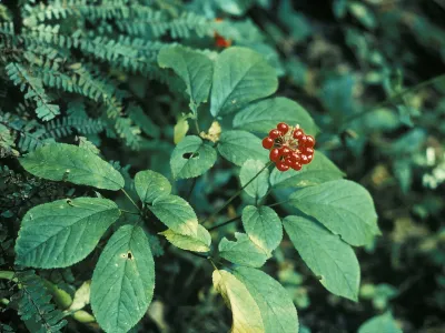 Ženšen pravý (Panax ginseng)