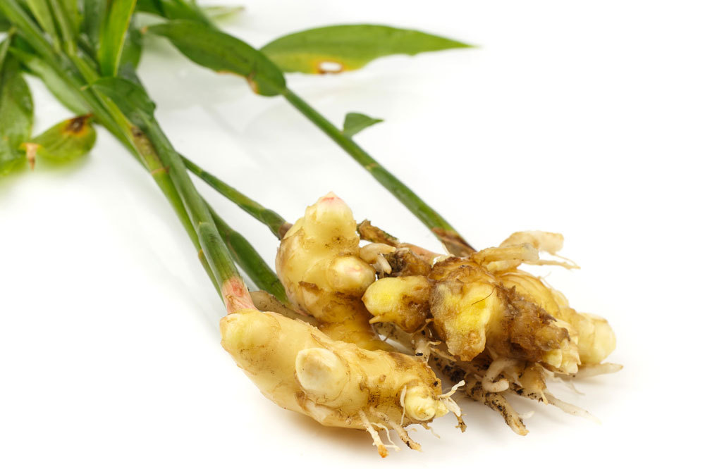 Ďumbier lekársky (Zingiber officinale)