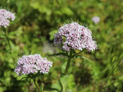 Valeriána lekárska - Kozlík lekársky (Valeriana officinalis)