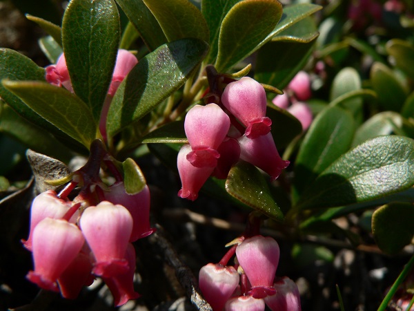 Medvedica lekárska (Arctostaphylos uva-ursi)