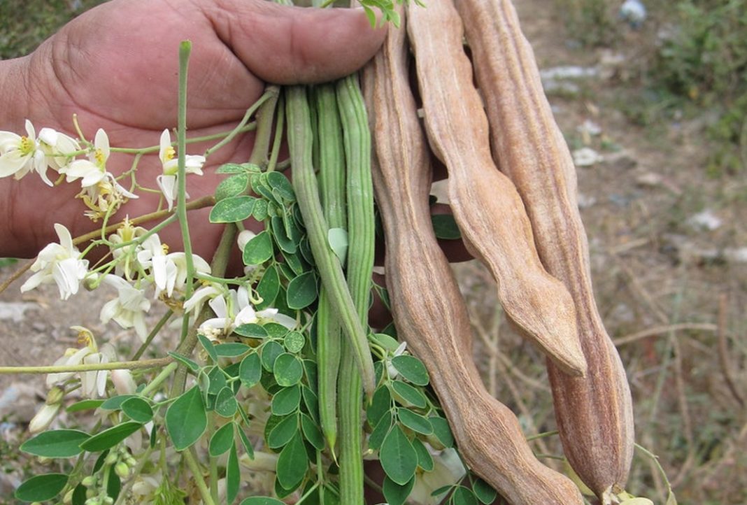 Moringa (Moringa oleifera)