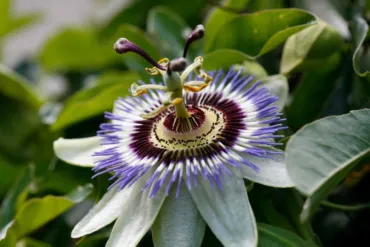 Mučenka liečivá (Passiflora incarnata)