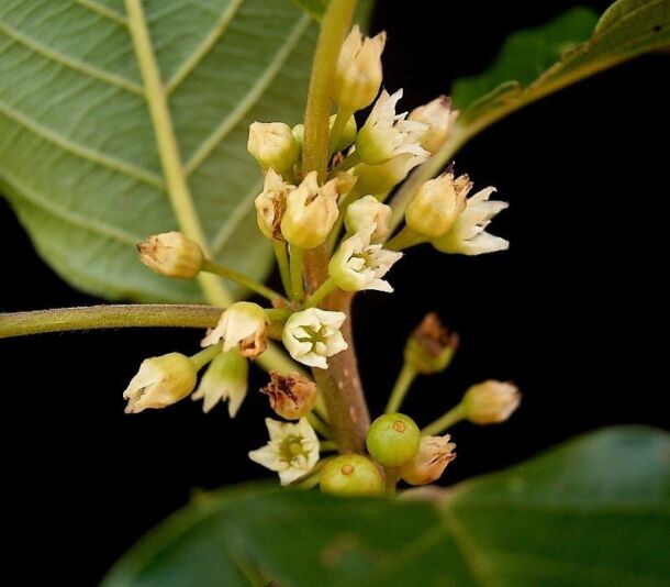 Krušina jelšová (Frangula alnus - Rhamnus frangula)