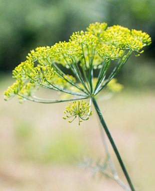 Kôpor (Anethum graveolens)