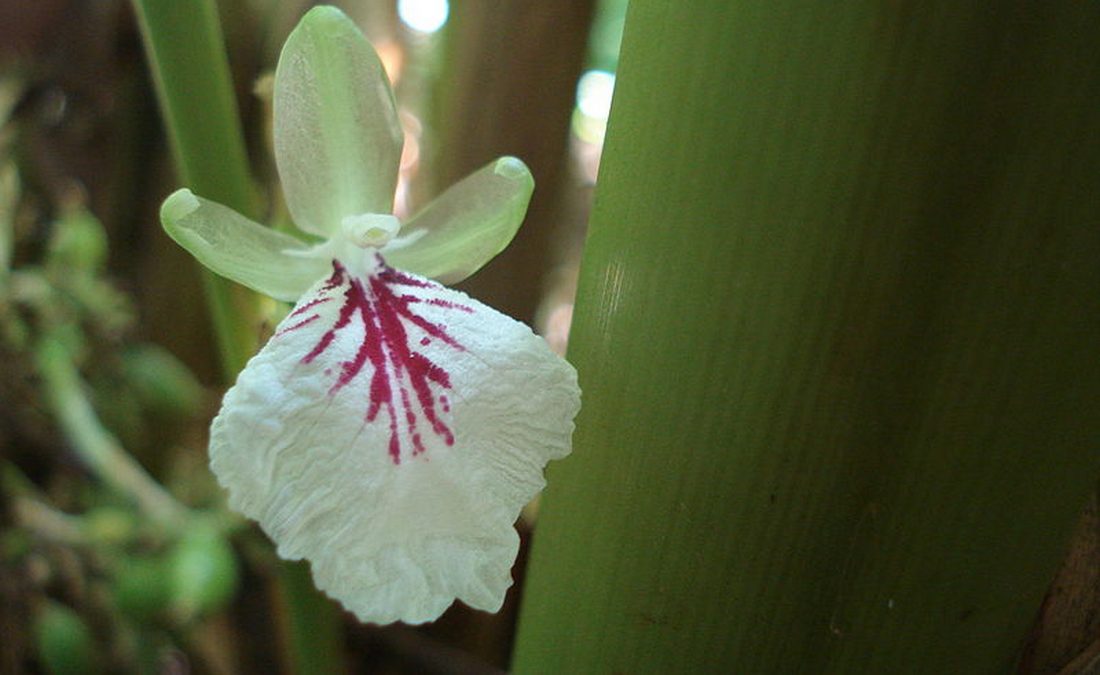 Kardamóm (Elettaria cardamomum)