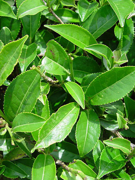 Čajovník - zelený čaj (Camellia sinensis)