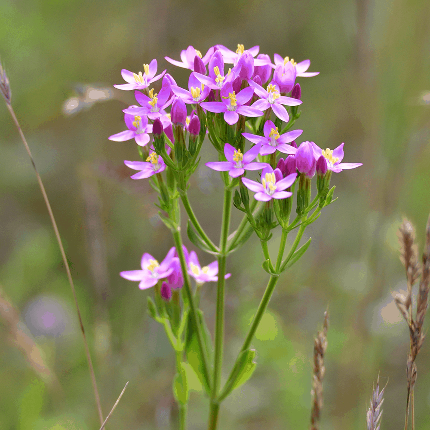 Zemepas menší (Centaurium erythraea)