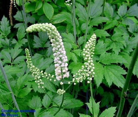 Samorodka strapcovitá (Actaea racemosa)