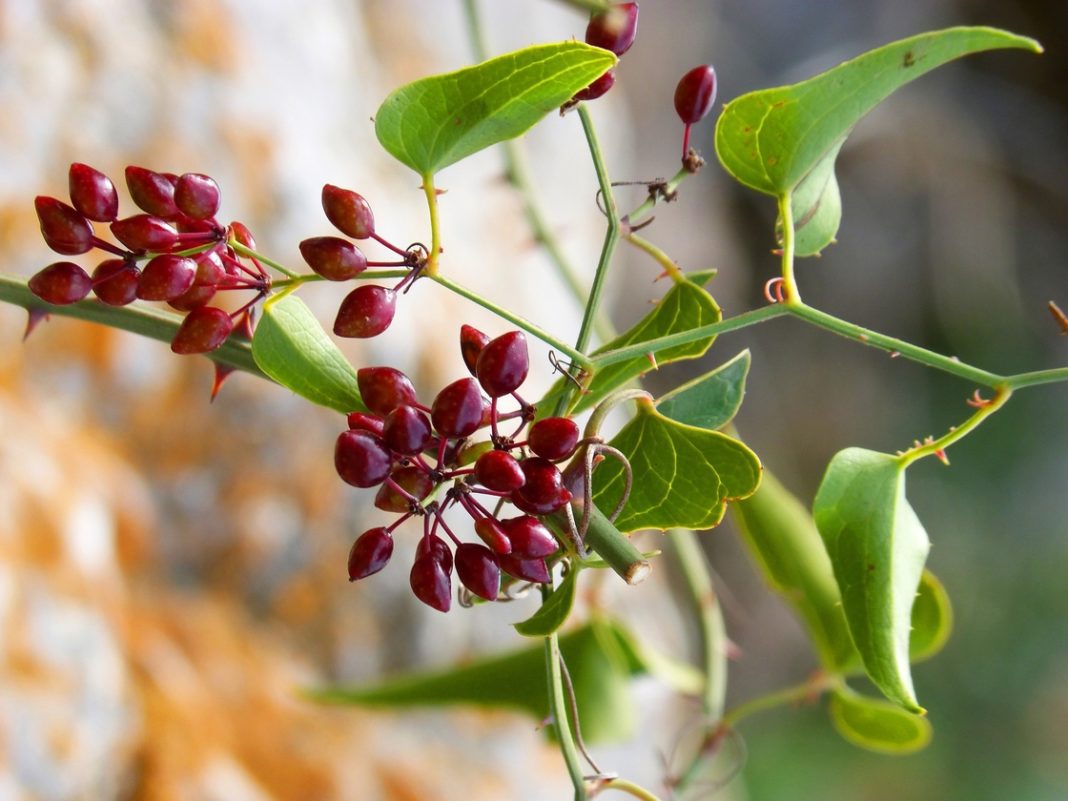 Smilax lekársky (Smilax ornata)