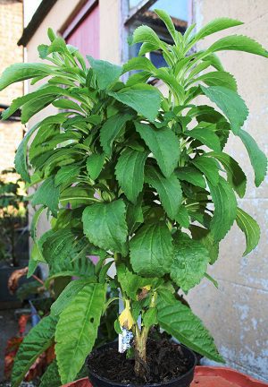 Stévia sladká (Stevia rebaudiana)