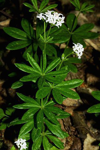 Lipkavec voňavý (Galium odoratum)