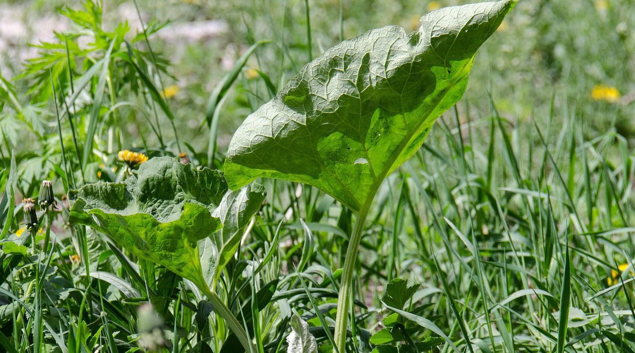 Lopúch väčší (Arctium lappa)