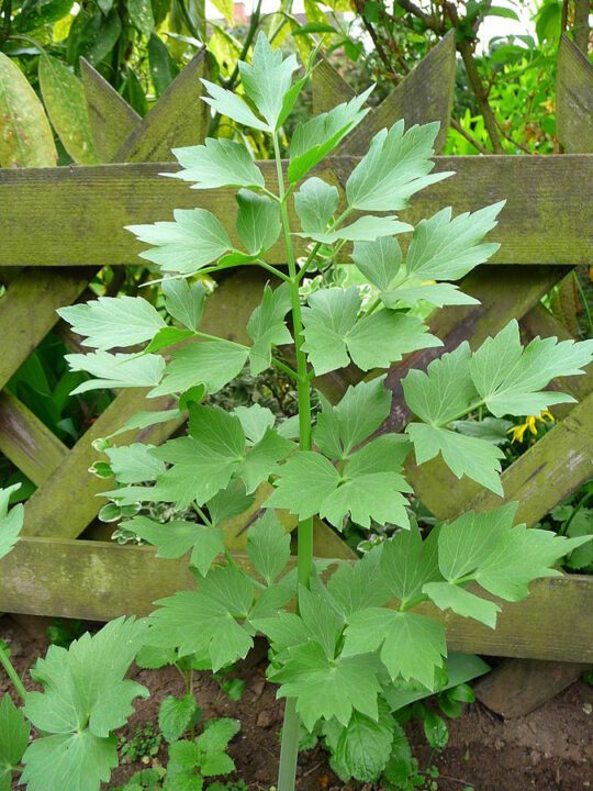 Ligurček lekársky (Levisticum officinale)
