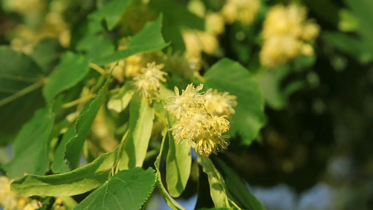 Lipa malolistá (Tilia cordata)
