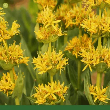 Horec žltý (Gentiana lutea)