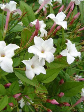 Jazmín lekársky (Jasminum officinale)
