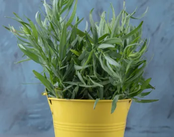 Estragón pravý (Artemisia dracunculus)