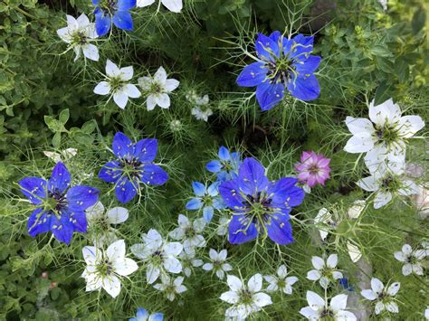 Čierna rasca (Nigella sativa)