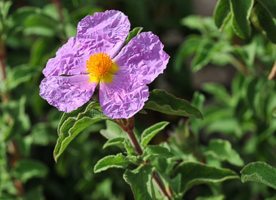 Cistus (Cistus incanus)