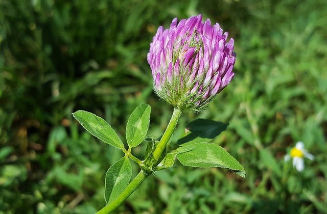 Ďatelina lúčna (Trifolium pratense)