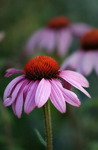 Echinacea purpurová (Echinacea purpurea)