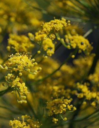 Fenikel obyčajný (Foeniculum vulgare)