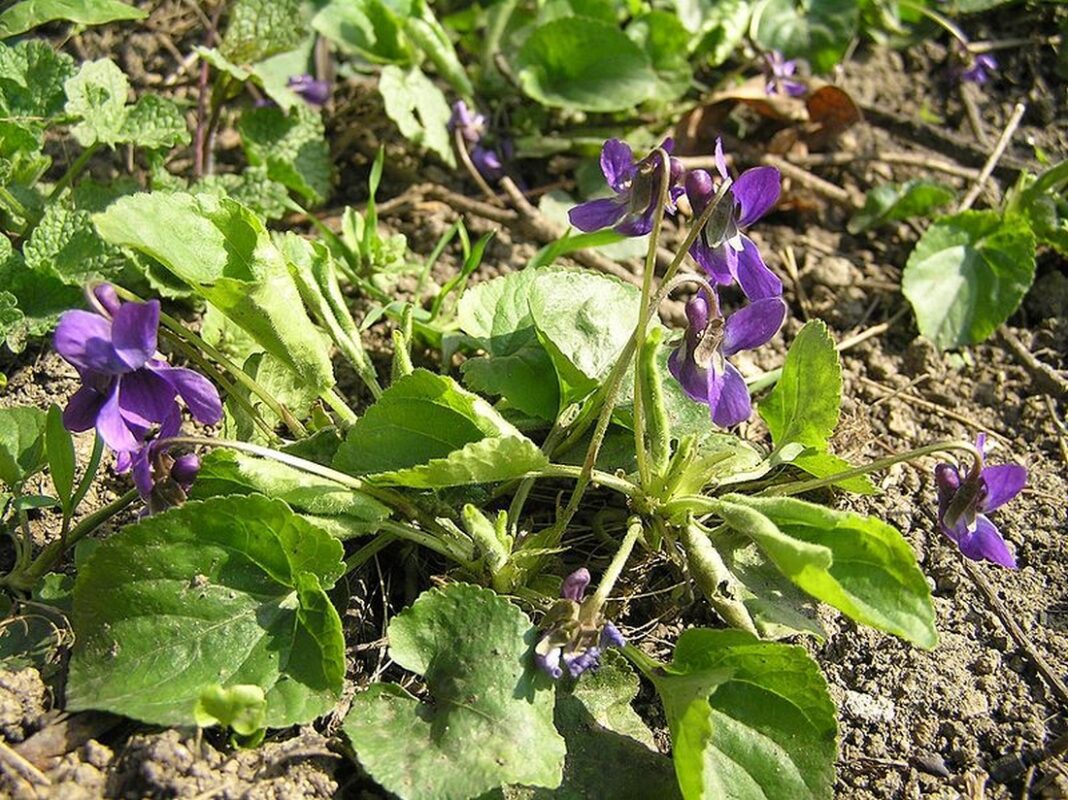 Fialka trojlaločná (Viola tricolor)