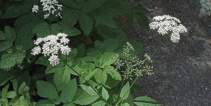 Kozonoha hostcová (Aegopodium podagraria)