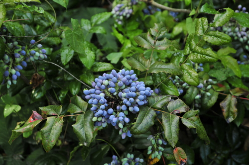 Mahonia cesmínolistá (Mahonia aquifolium)