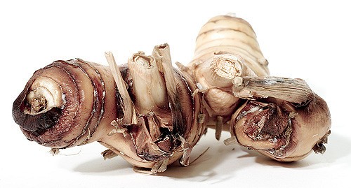 Galangal (Alpinia galanga)