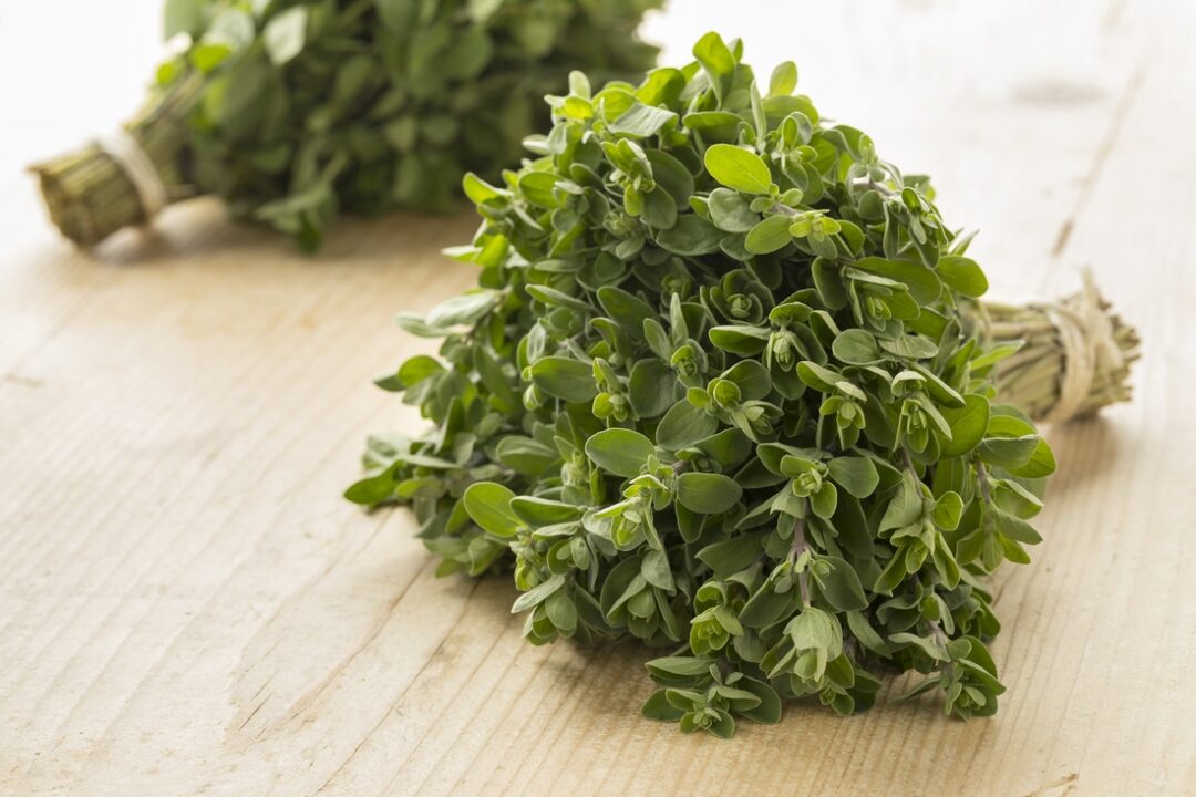 Majoránka záhradná (Origanum majorana)
