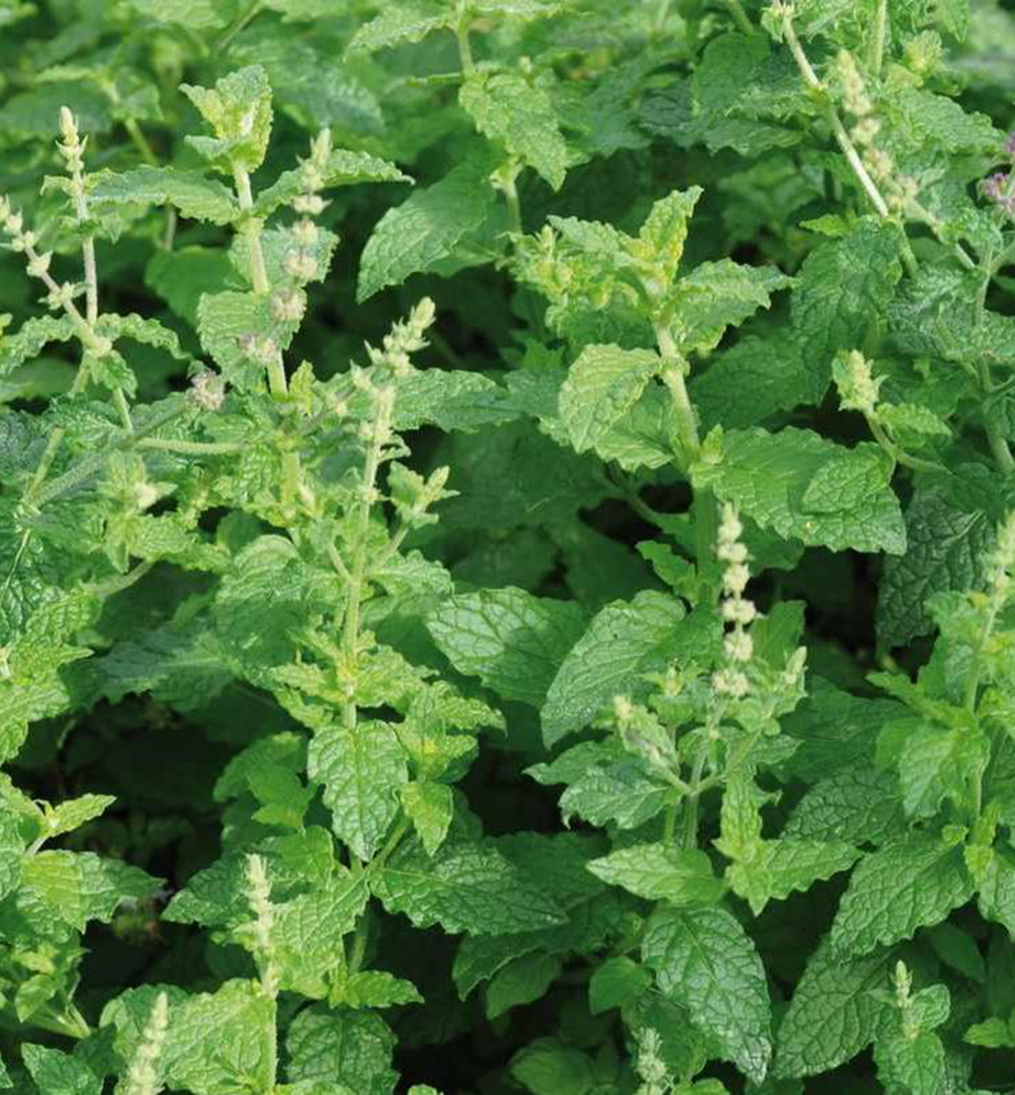 Mäta jahodová (Mentha × piperita ‘Strawberry’)