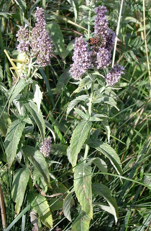 Mäta klasnatá (Mentha spicata)