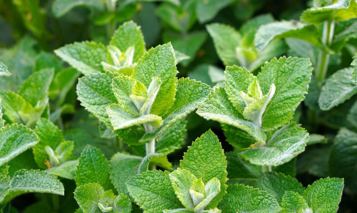 Mäta prieporná (Mentha piperita)
