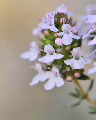 Tymián obyčajný (Thymus vulgaris)