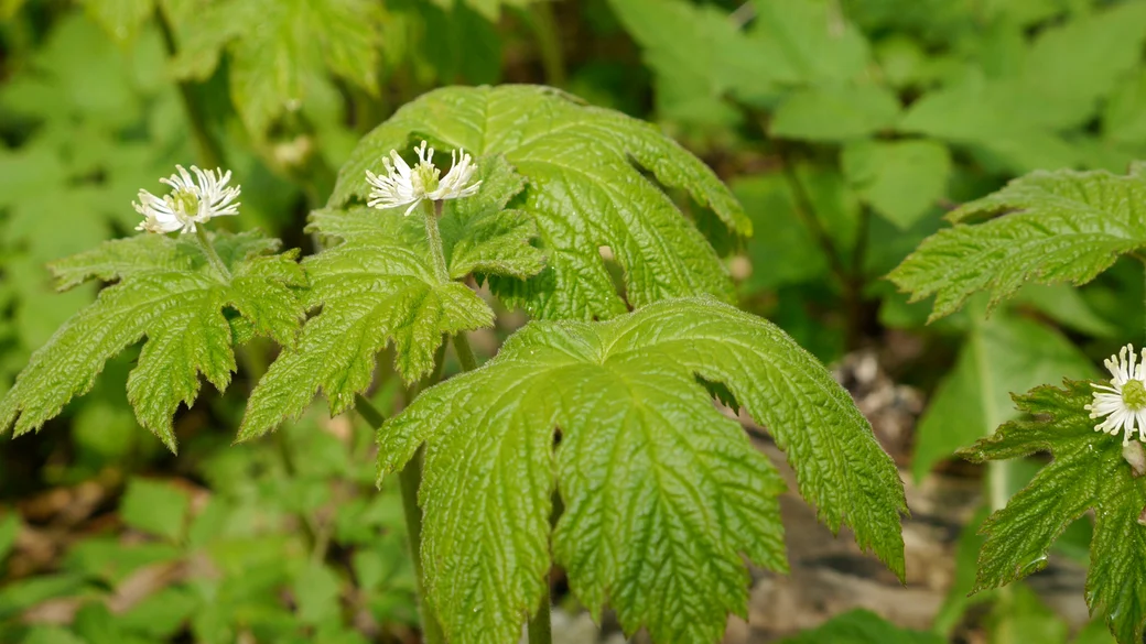 Hydrastis kanadský (Hydrastis canadensis)