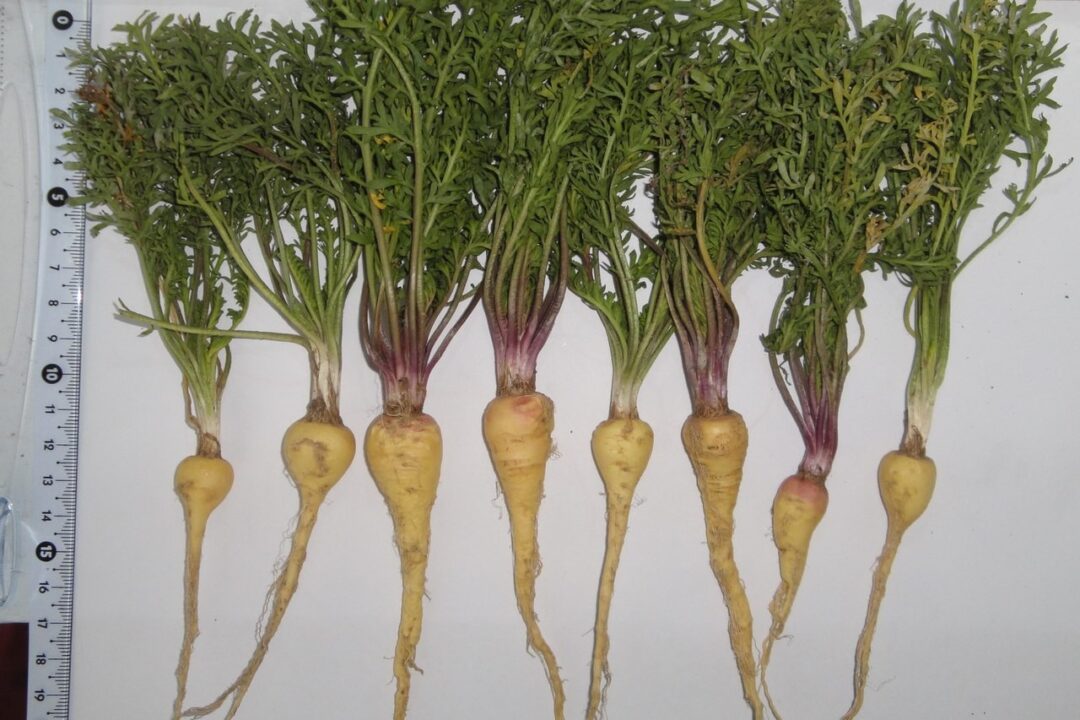 Maka peruánska - Maca (Lepidium meyenii)