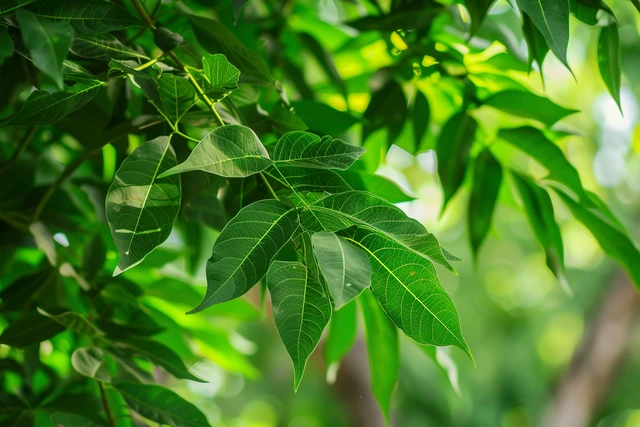 Zederach indický (Azadirachta indica)