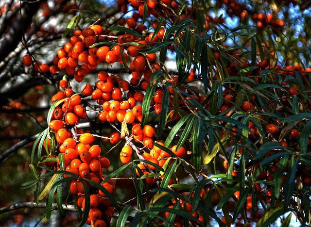 Rakytník rešetliakový (Hippophae rhamnoides)