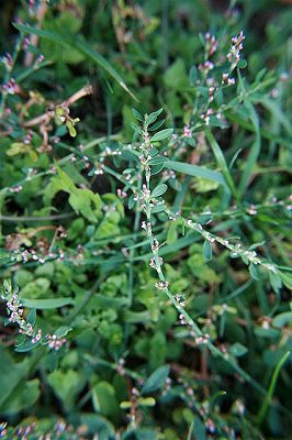 Stavikrv vtáčí (Polygonum aviculare)