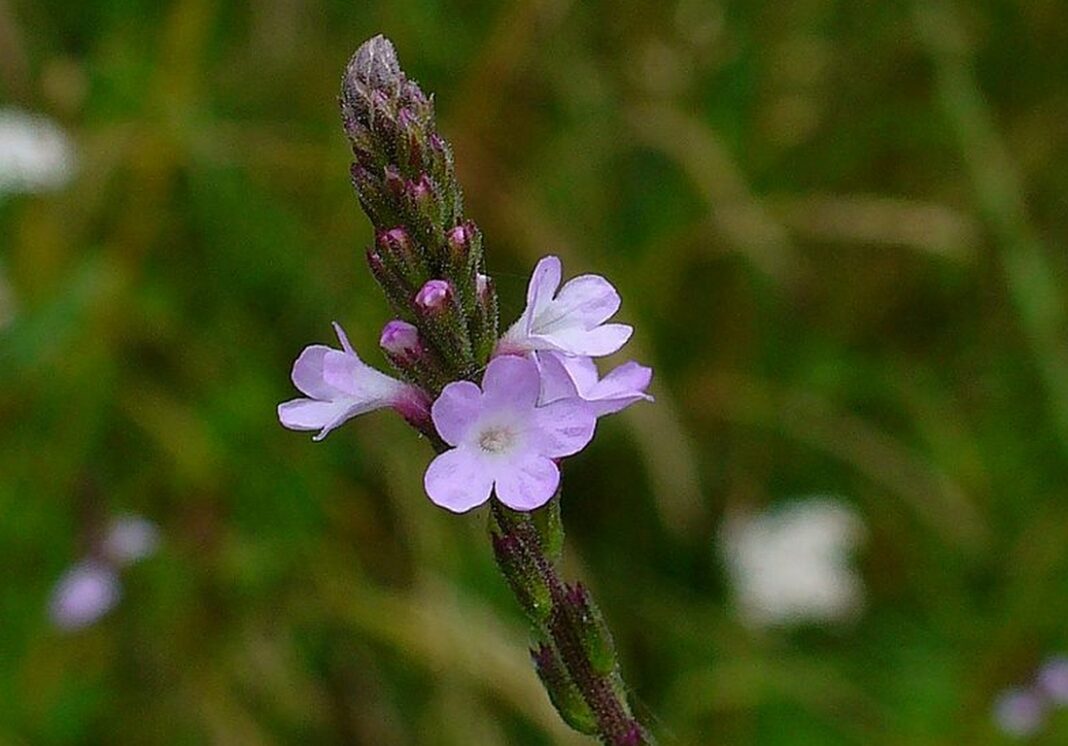 Železník lekársky (Verbena officinalis)