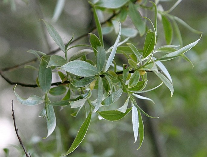 Vŕba biela (Salix alba)