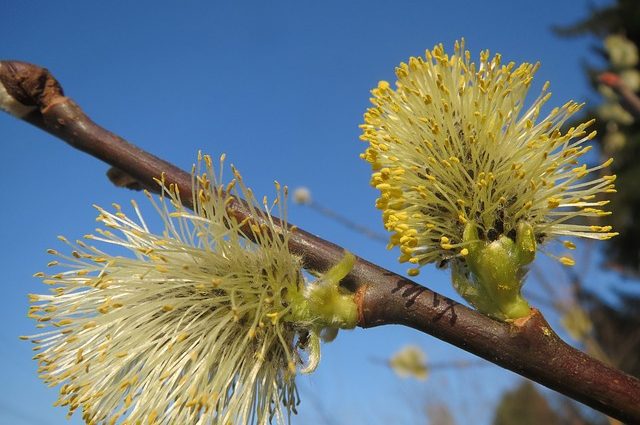 Vŕba rakytová (Salix Caprea)