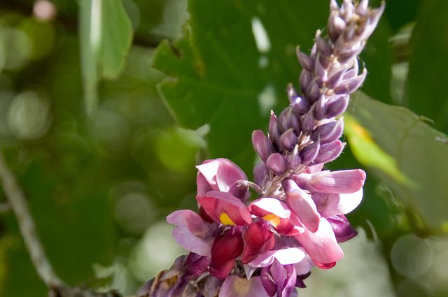 Peurária laločnatá (Pueraria lobata)