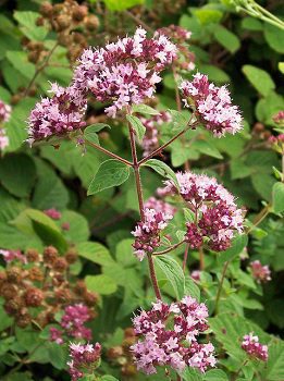 Pamajorán obyčajný (Origanum vulgare)