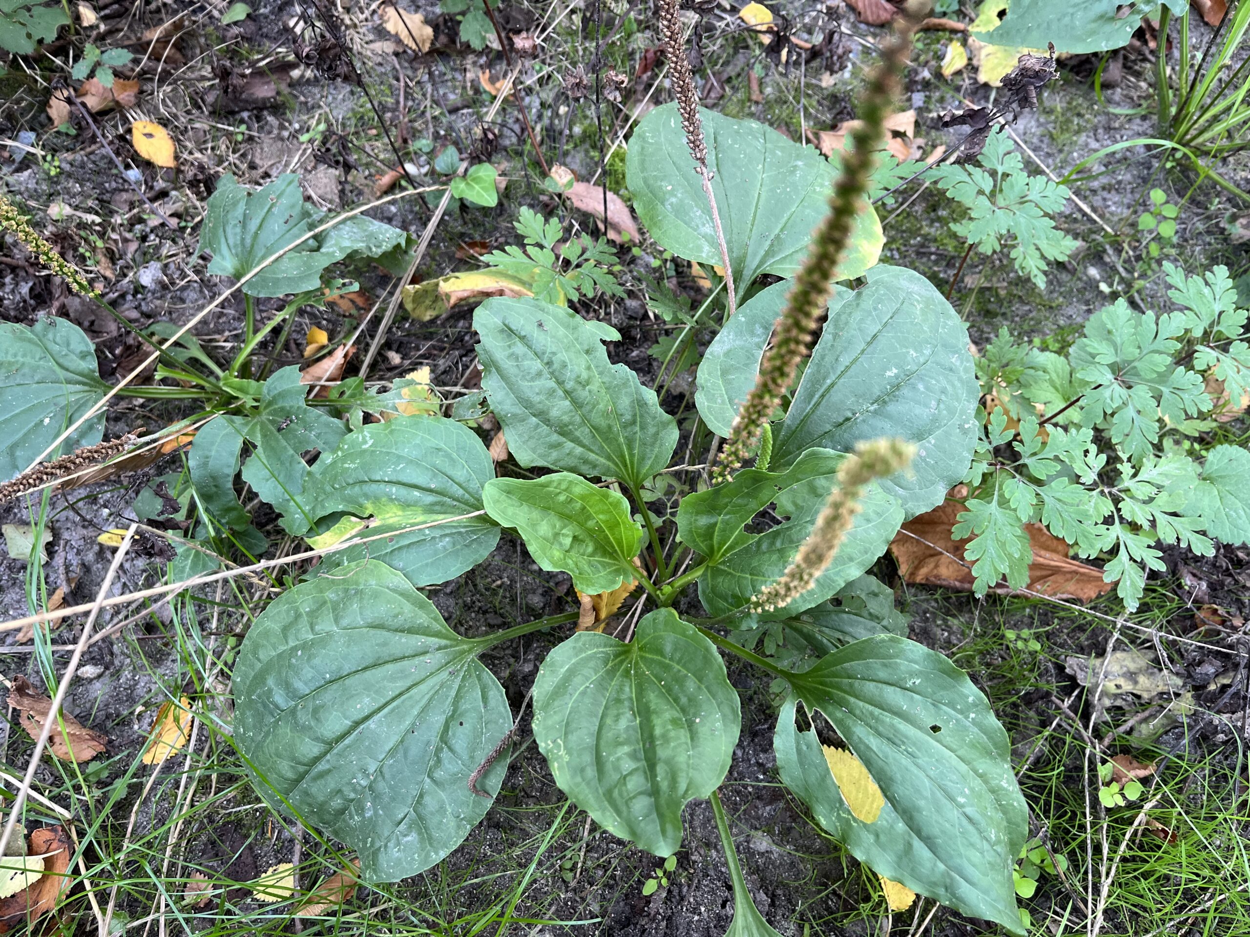 Skorocel väčší (Plantago major)