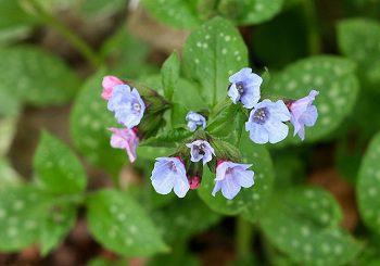 Pľúcnik lekársky (Pulmonaria officinalis)