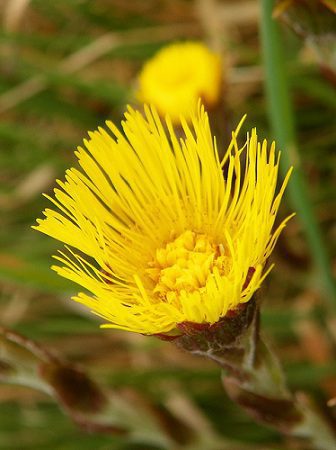Podbeľ lekársky (Tussilago farfara)