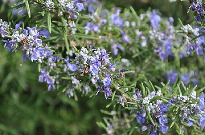 Rozmarín lekársky (Rosmarinus officinalis)